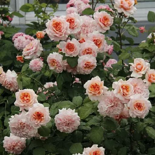 R029 АМАРЕТТО