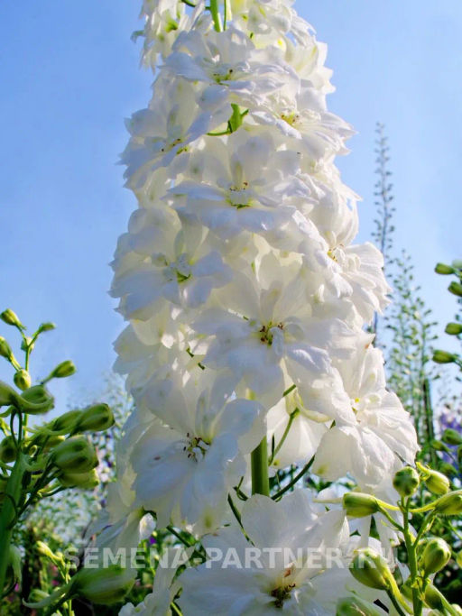 Дельфиниум Дабл Инносен - Партнер фото 4
