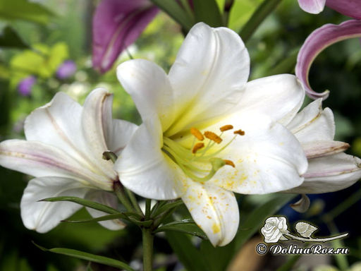 Лилия Регале - Долина роз фото 5