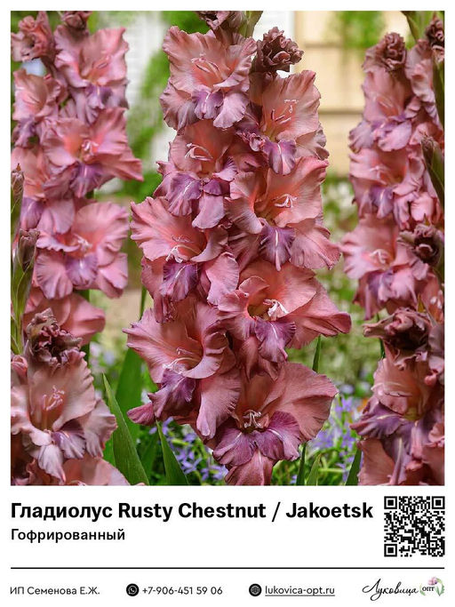 Гладиолус Rusty Chestnut / Jakoetsk (Гофрированный)