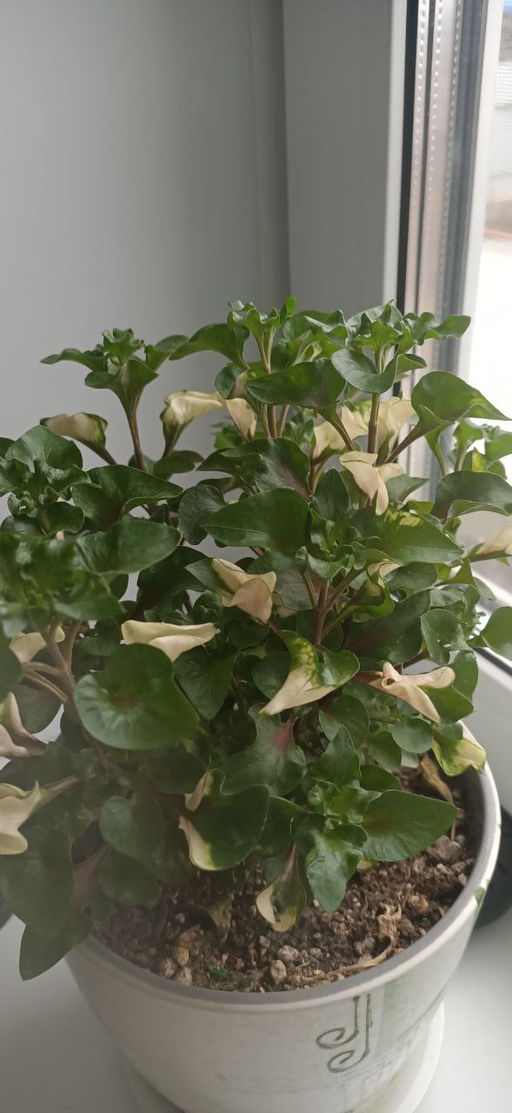 Альтернатера Беттцика, горшок С1,5л