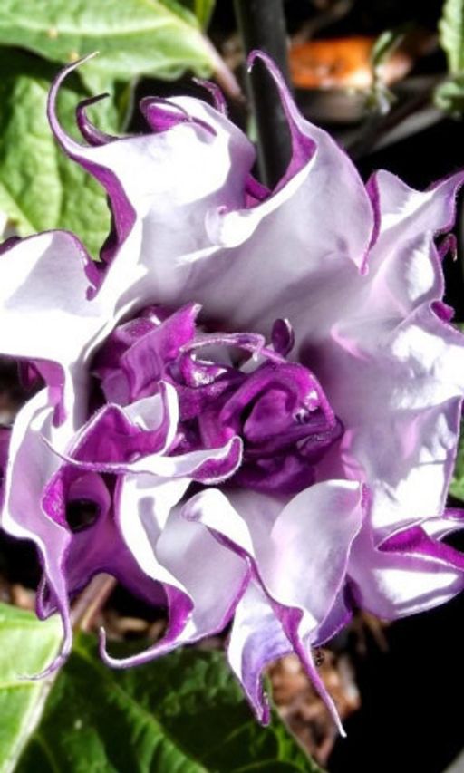 Дурман БАЛЕРИНА ПАРПЛ Сказочно-прекрасные граммофоны!