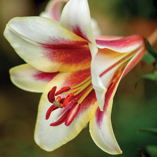 ЛИЛИЯ Пэшн Мун Разбор 12/14 Кол-во упак., шт 5