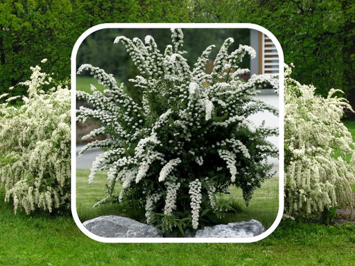 Спирея серая Грефшейм - Долина роз фото 3