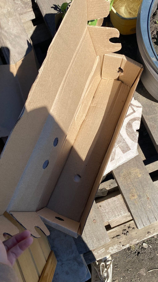 Мята Шведский лимон