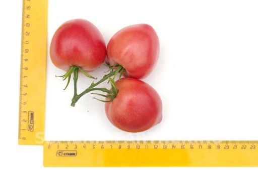 Томат Папина Дочка - Партнер фото 5