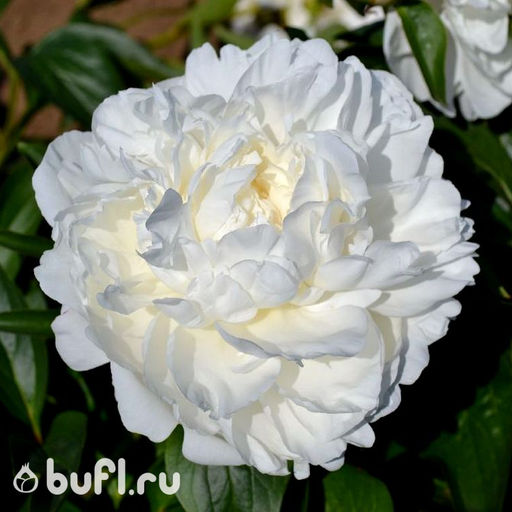 Пион Amalia Olson