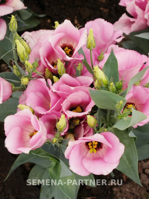 Эустома карликовая розовая Мисс Майли - Партнер фото 4