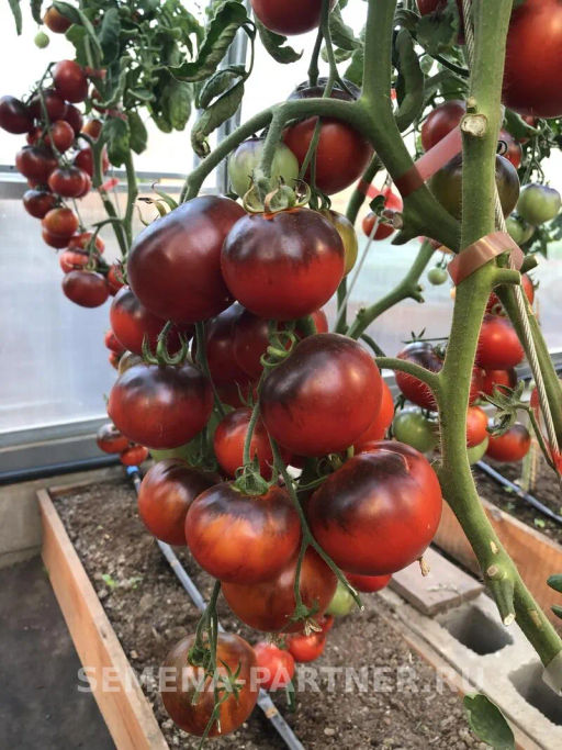 Томат Чёрная Богиня - Партнер фото 7