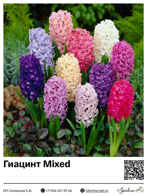 Гиацинт Mixed