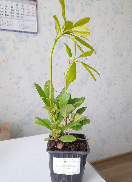 Рододендрон Катевбинский Грандифлорум