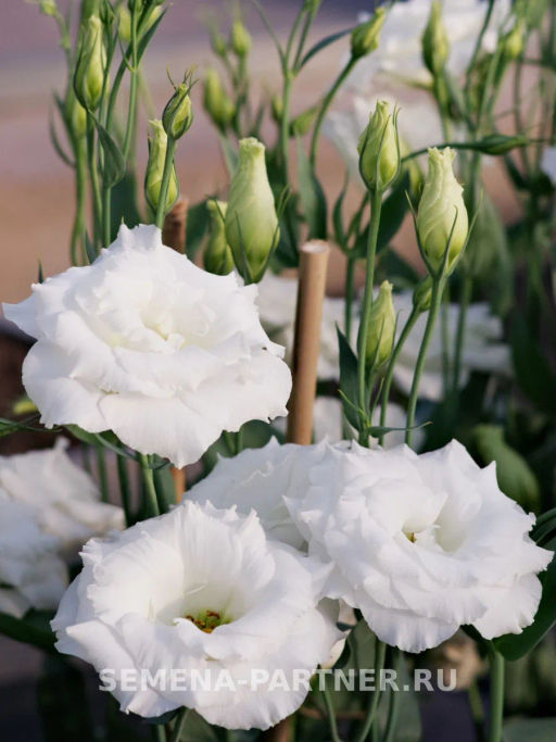 Эустома срезочная махровая белая Мадам Бриджит - Партнер фото 3