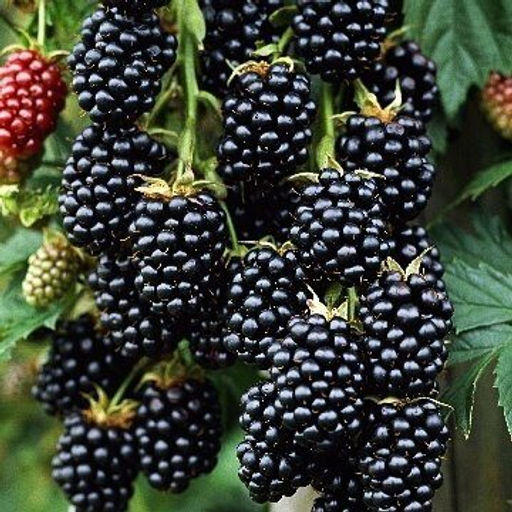 Ежевика Торнфри (коробка) 1шт