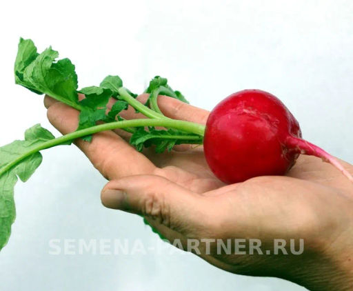 Редис Дуся - Партнер фото 6