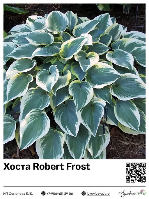 Хоста Robert Frost