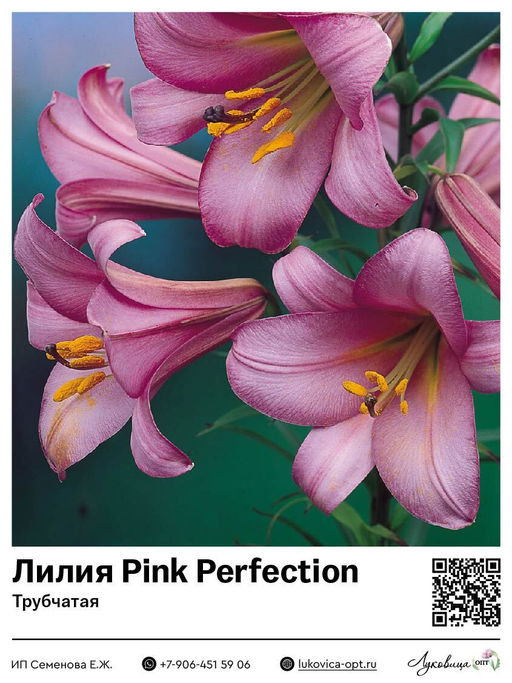 Лилия Pink Perfection (Трубчатая)