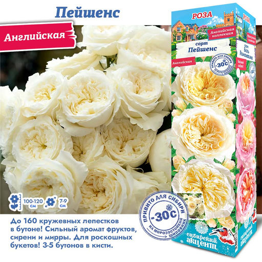 Роза Пейшенс (Английская) 1шт