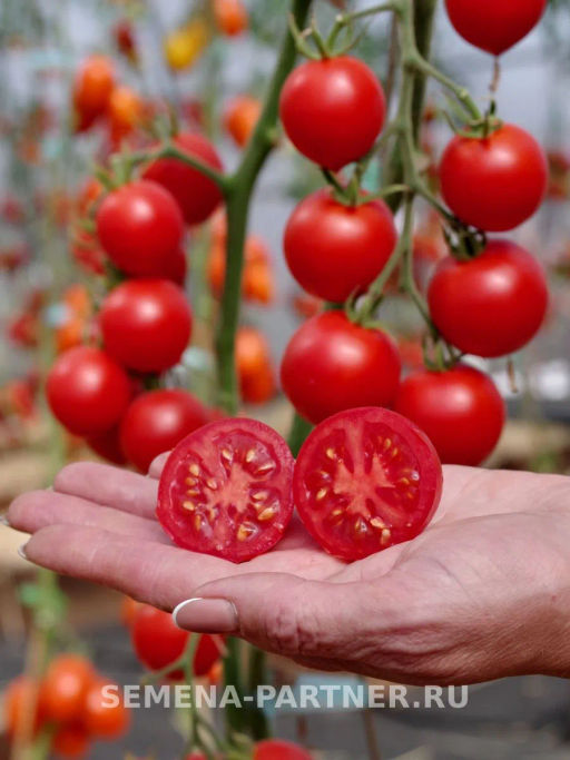 Томат Маргоша - Партнер фото 5