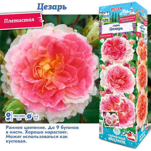 Роза Цезарь (Плетистая) 1шт