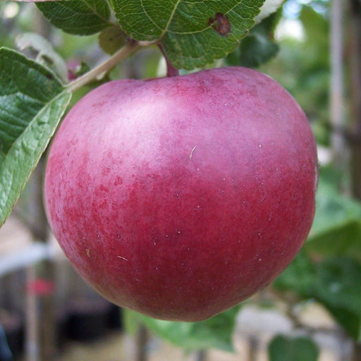 Яблоня Спартан колоновидная - 7цветов фото 2