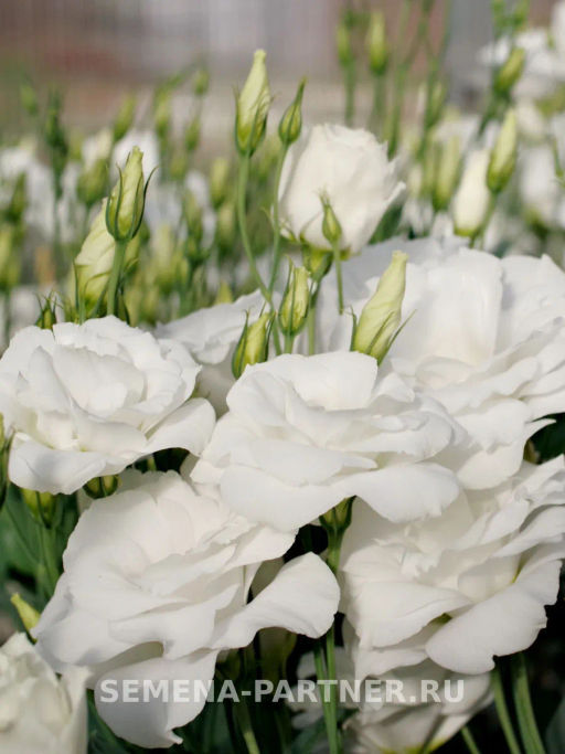 Эустома срезочная махровая белая Мадам Бриджит - Партнер фото 4