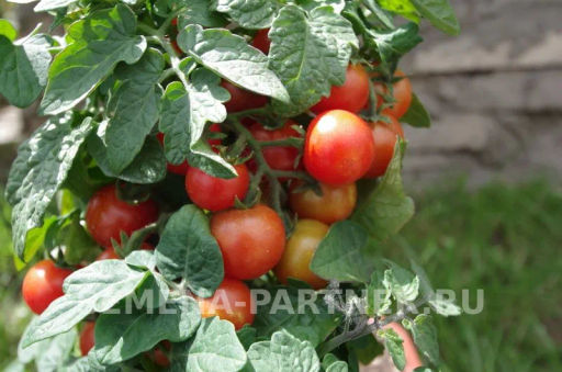 Томат Балконное Чудо Красный - Партнер фото 7