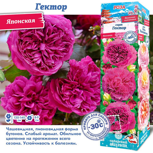 Роза Гектор (Японская) 1шт