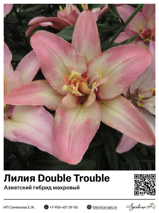 Лилия Double Trouble (Азиатский гибрид, махровый)