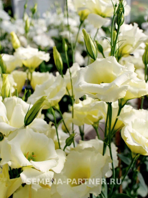 Эустома срезочная махровая желтая Мадам Ноулз - Партнер фото 6