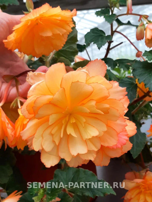 Бегония клубневидная ампельная махровая Голден Глори - Партнер фото 3
