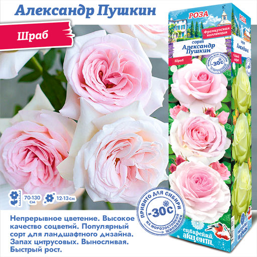 Роза Александр Пушкин (Шраб) 1шт