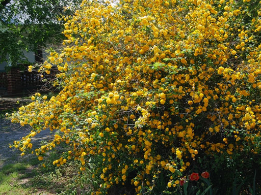 Керрия японская - Долина роз фото 3