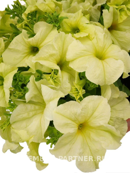 Петуния Софистика Лайм Грин кустовая крупноцветковая - Партнер фото 3