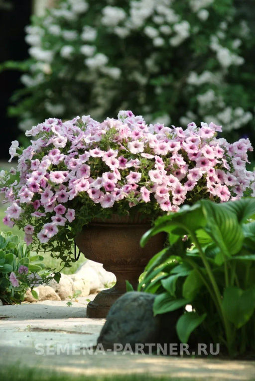 Петуния Шок Вэйв Пинк Вайн многоцветковая каскадная - Партнер фото 5