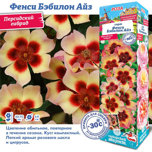 Роза Фенси Бэбилон Айз (Персидский гибрид) 1шт