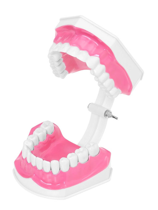 Набор для опытов Анатомия, челюсть человека - Эврики фото 24