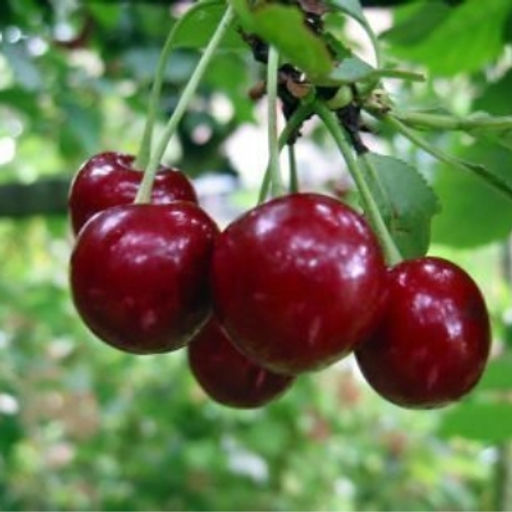 Вишня Апухтинская обыкновенная (саженец с этикеткой) 1шт