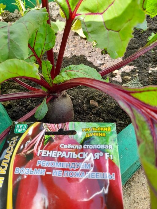 Свёкла ГЕНЕРАЛЬСКАЯ F1 - Уральский дачник фото 3