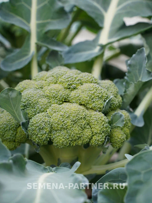 Капуста брокколи Маратон - Партнер фото 3