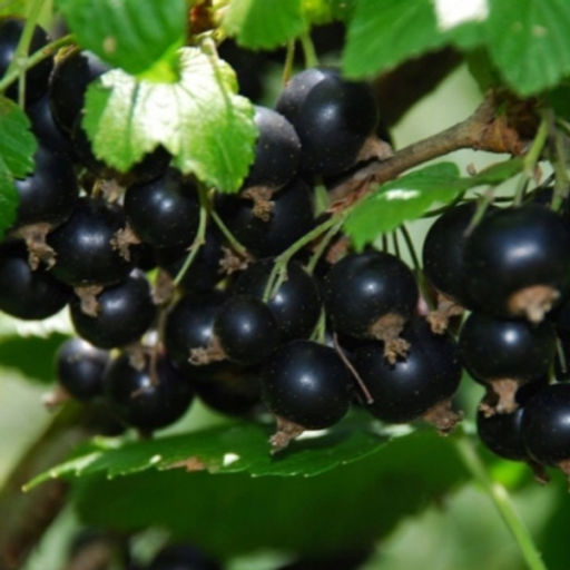 Смородина Глобус-2 черная (коробка) 1шт