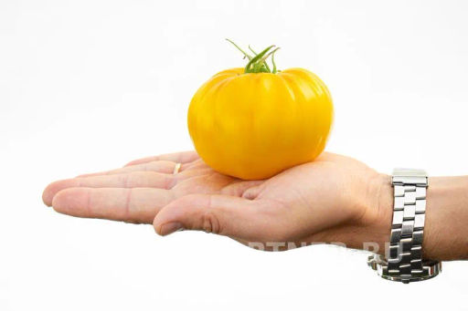 Томат Крем Торт - Партнер фото 3