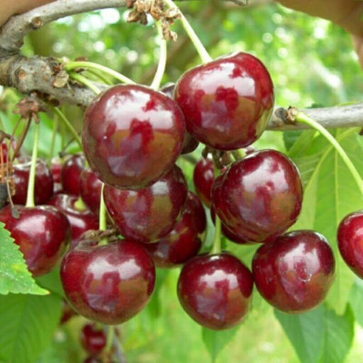 Вишня Ровесница обыкновенная (саженец с этикеткой) 1шт