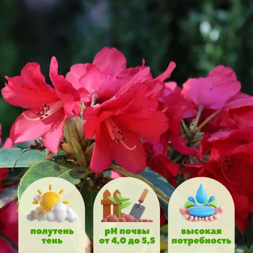 Рододендрон Брисанз