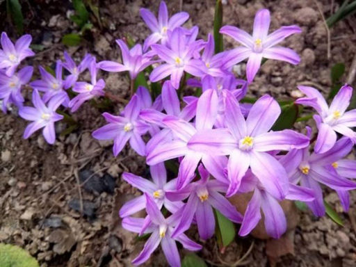 Хионодокса Rosea (Розеа) 10шт