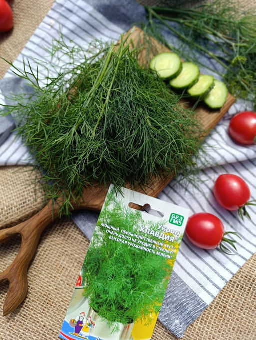 Укроп КЛАВДИЯ  Мощный, обильнолиственный куст! Очень долго не уходит в стрелку! Высокая урожайность зелени!