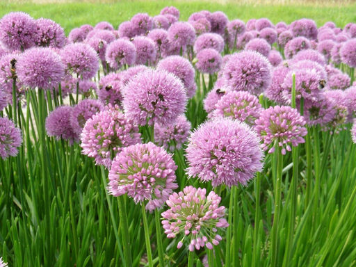 Allium Roseum (Лук декоративный Розеум) 5шт - Долина роз фото 2