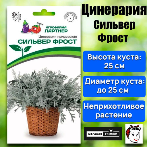 Цинерария приморская Сильвер Фрост - Партнер фото 2