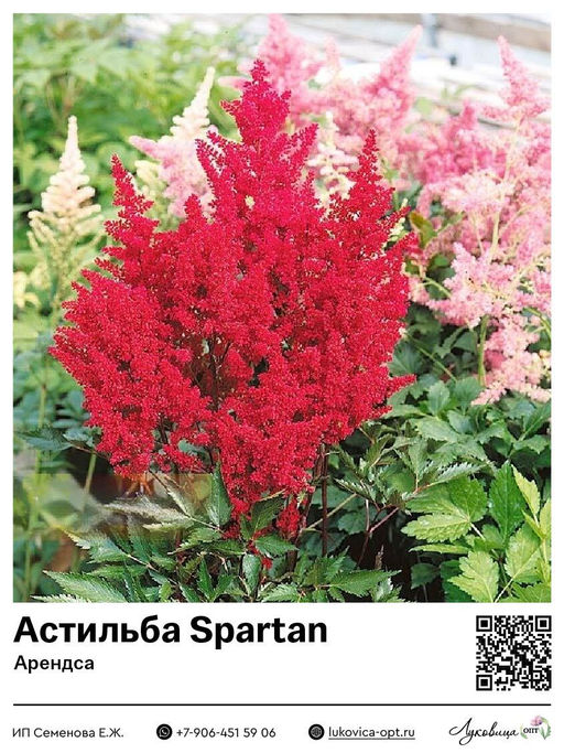 Астильба Spartan (Арендса)