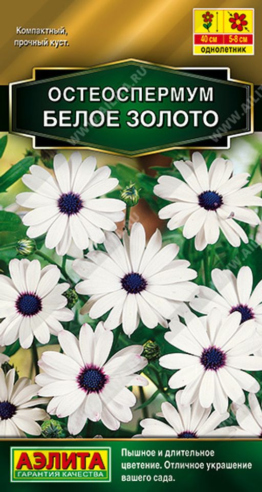 Остеоспермум Белое золото (2024)