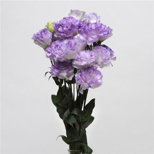 Эустома махровая голубая (семена 10 шт.)